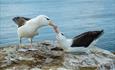 _NewIsland_Albatross_