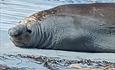 _Bagleys_4x4tours_Elephantseal_