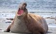 Peat_stack_farm_elephant_seal