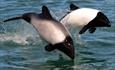 Commersons_dolphins