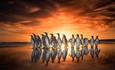 Penguins_Sunset_Beach