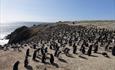 Pebble Island Lodge_Pebble Island _Falkland Islands