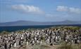 Pebble Island Lodge_Pebble Island _Falkland Islands