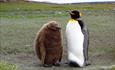 Volunteer Point_Falkland Islands