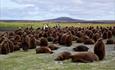 Volunteer Point_Falkland Islands