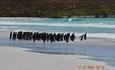 _Bagleys_4x4tours_Penguins_