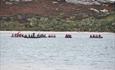 York Bay_New Year's raft race_Falkland Islands