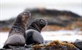 Sea_Lion_Cubs