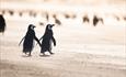 Penguin_Beach2