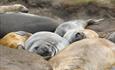 Whale_Point_Elephant_Seals