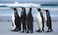 Volunteer Point_Falkland Islands