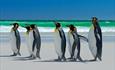 king_penguins_on_beach