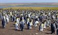 King_penguin_colony