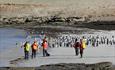 tourists_beach_penguins