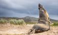 Sea_Lions_fighting