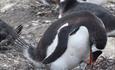 Peat_stack_farm_gentoo_penguin