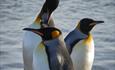 _penguinencountertours_kings_2