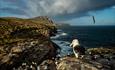 _NewIslands_Albatross_