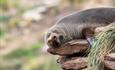 _NewIslands_furseal_