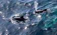 _NewIslands_dolphins_