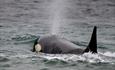 Sea Lion Lodge_Sea Lion Island_Falkland Islands