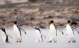 Penguin_Marching