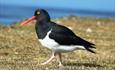 Blank Shanty House_Fox Bay West_Falkland Islands