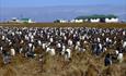 Sea Lion Lodge_Sea Lion Island_Falkland Islands