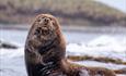 Sea_Lion_Posing
