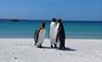 Three_King_Penguins