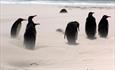 Johnson's Harbour Cottage_East Falklands_Falkland Islands