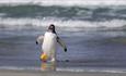 gentoo_wave