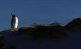 gentoo_looking