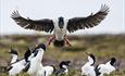 Cassard House_Bleaker Island_Falkland Islands