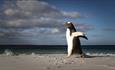 Gentoo_running