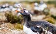 Seal Bay_East Falklands