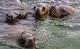 Kidney Island_Sulivan Shipping_Falkland Islands