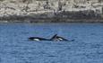 Whale Watching_Sulivan Shipping_Falkland Islands