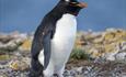 Rockhopper_2