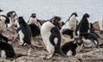 Kidney Island_Sulivan Shipping_Falkland Islands