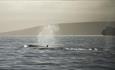 Whale Watching_Sulivan Shipping_Falkland Islands