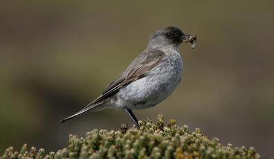 Kidney Island _Falkland Islands