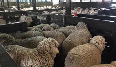 West Falkland Ram and Fleece Show