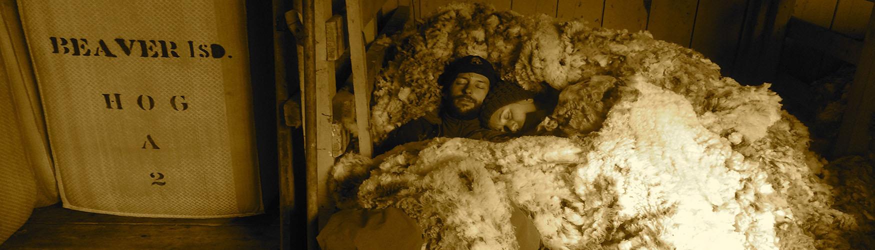 Tired shearers asleep in the Bleaker Island shearing shed, West Falkland, Falkland Islands