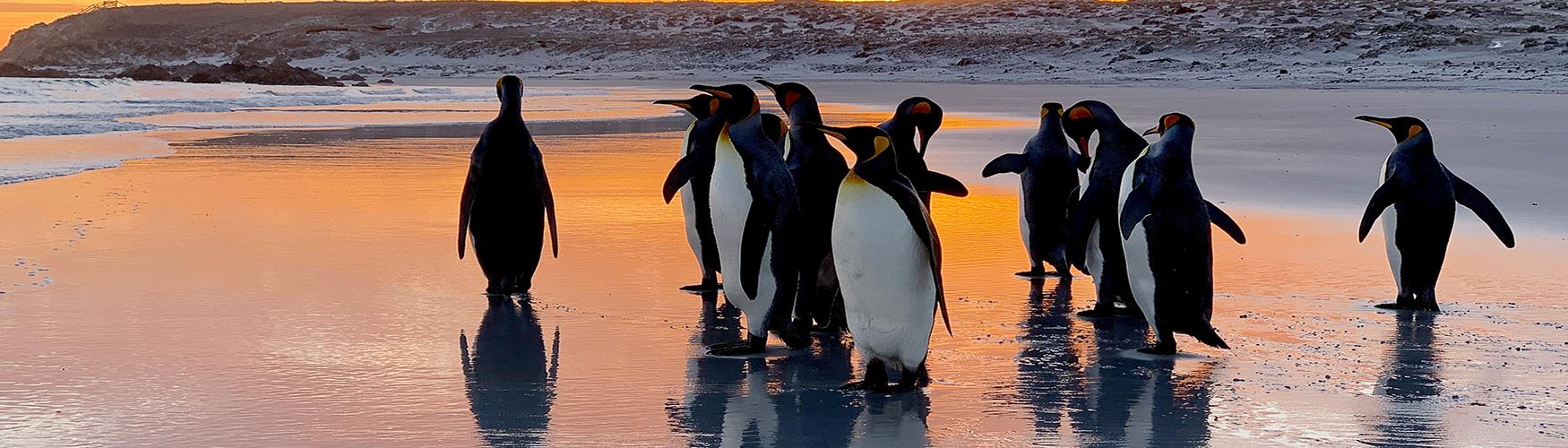 Sunrise at Volunteer Point with King Penguins, Falkland Islands