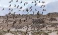 Two-banded plovers, Falklands Nature, Stanley, Falkland Islands