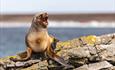 Southern Sea Lion's, Falklands Nature, Stanley, Falkland Islands