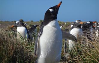 The Falkland Islands are home to some of the largest breeding populations in the world