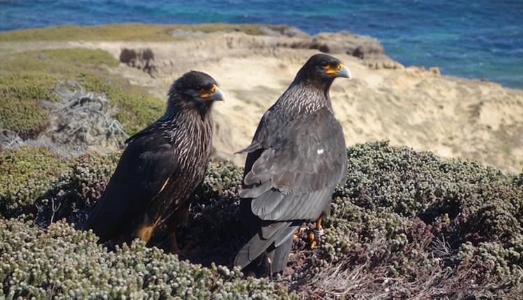 Striated Caracara