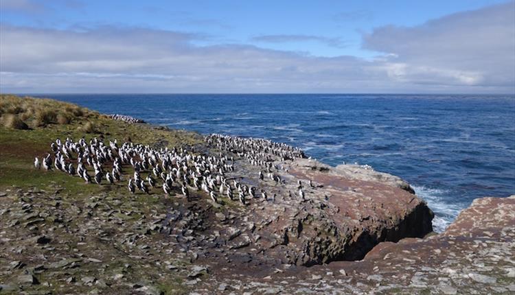 Seascapes and bird colonies on the Falklands